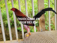 Gà Cuban – Tìm hiểu về chiến kê tài năng và đầy mưu lược đến từ Philippines